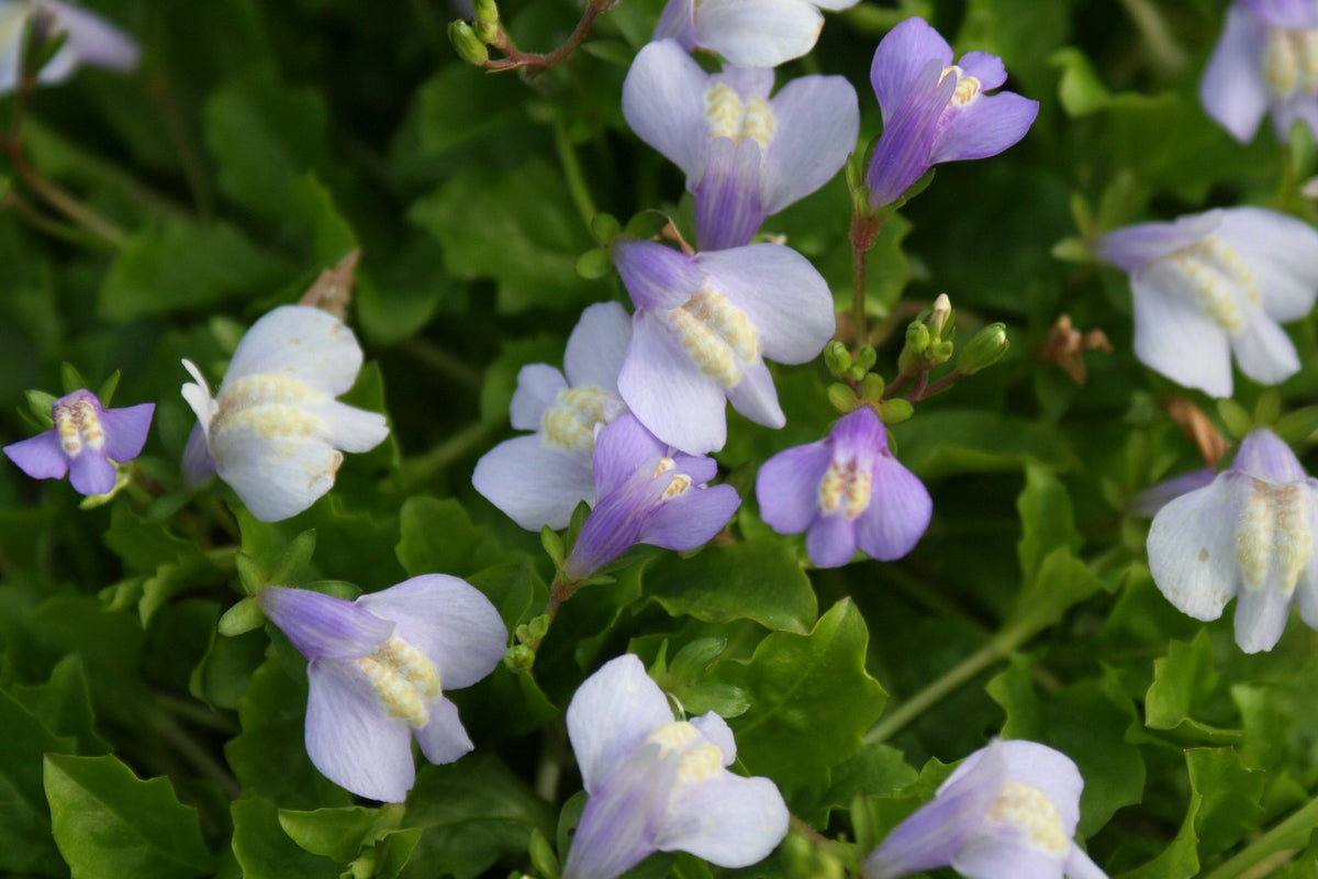Mazus reptans Marginal Pond Plant — close up