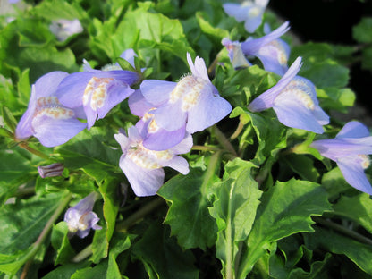 Mazus reptans Marginal Pond Plant