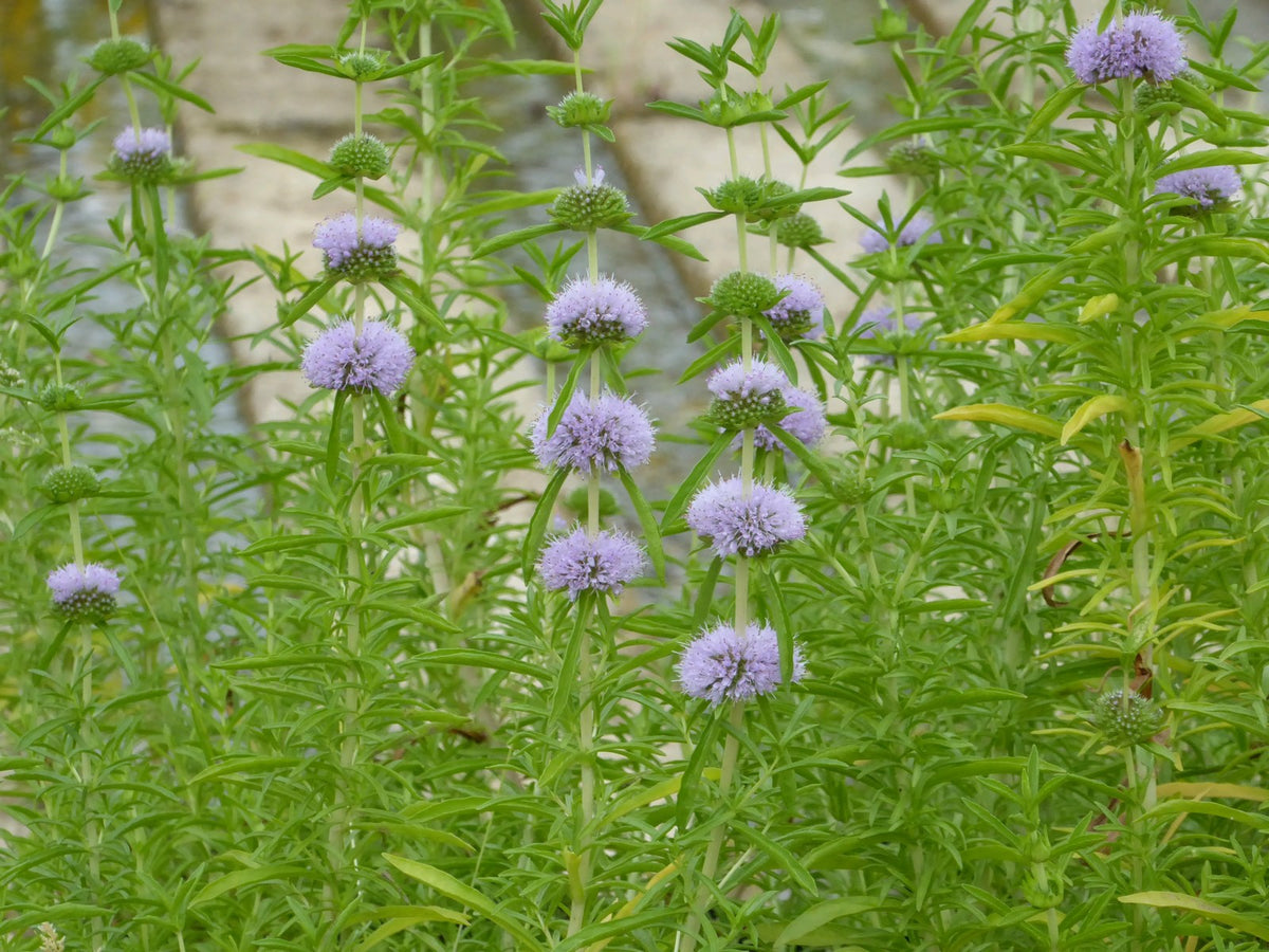 Mentha cervina Marginal Pond Plant