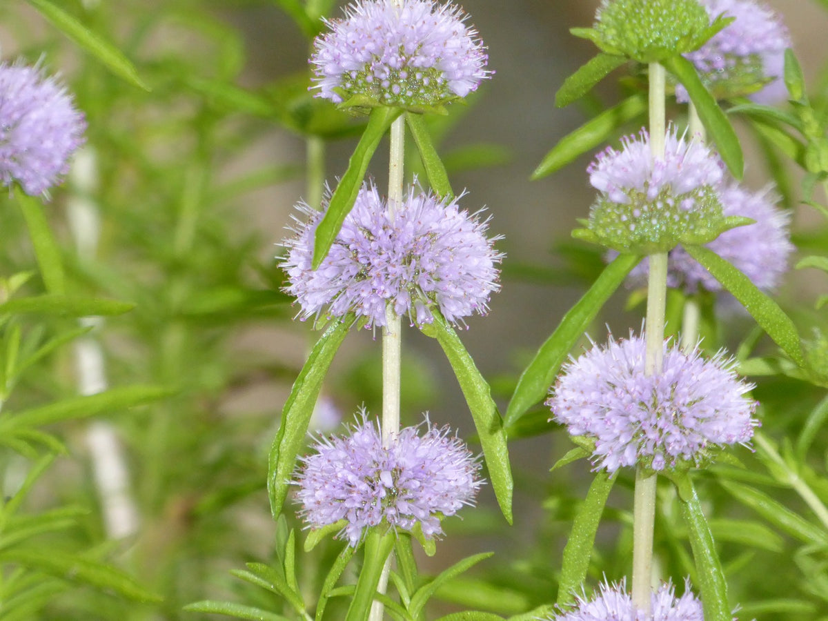 Mentha cervina Marginal Pond Plant