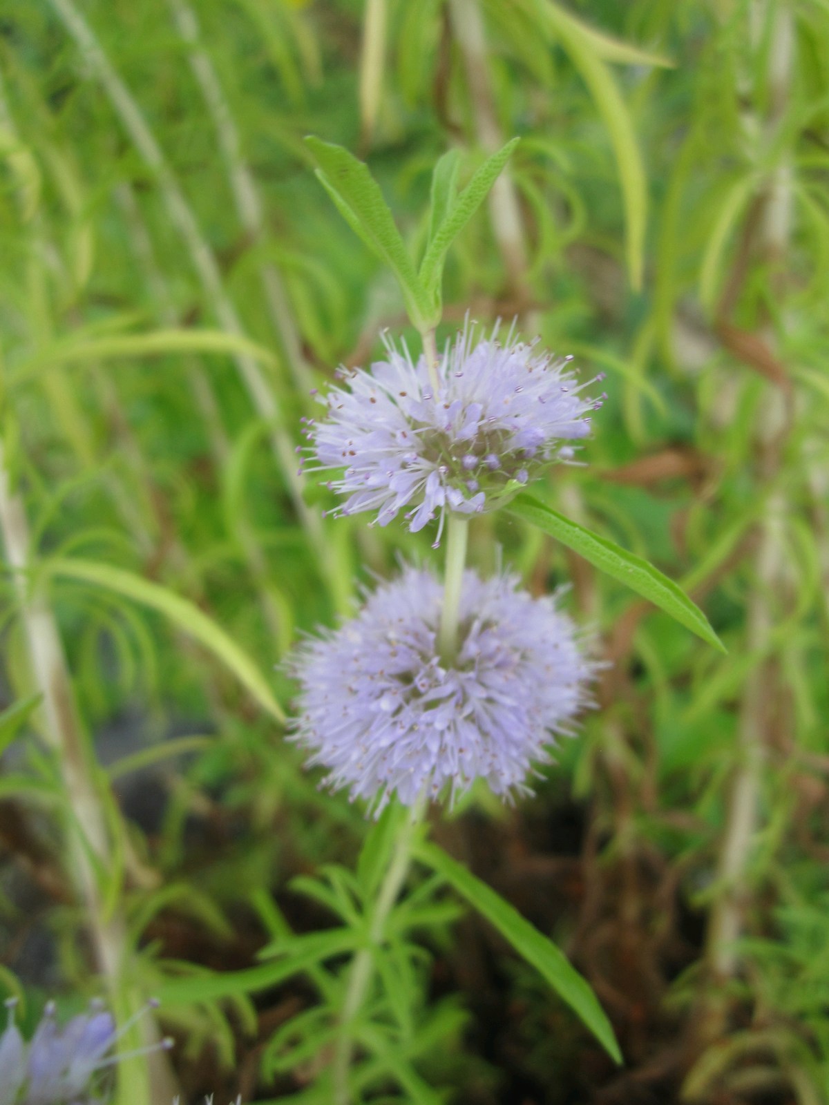 Mentha cervina Marginal Pond Plant
