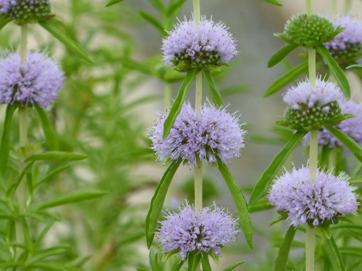 Mentha cervina Marginal Pond Plant