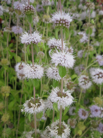 Mentha pulegium Marginal Pond Plant