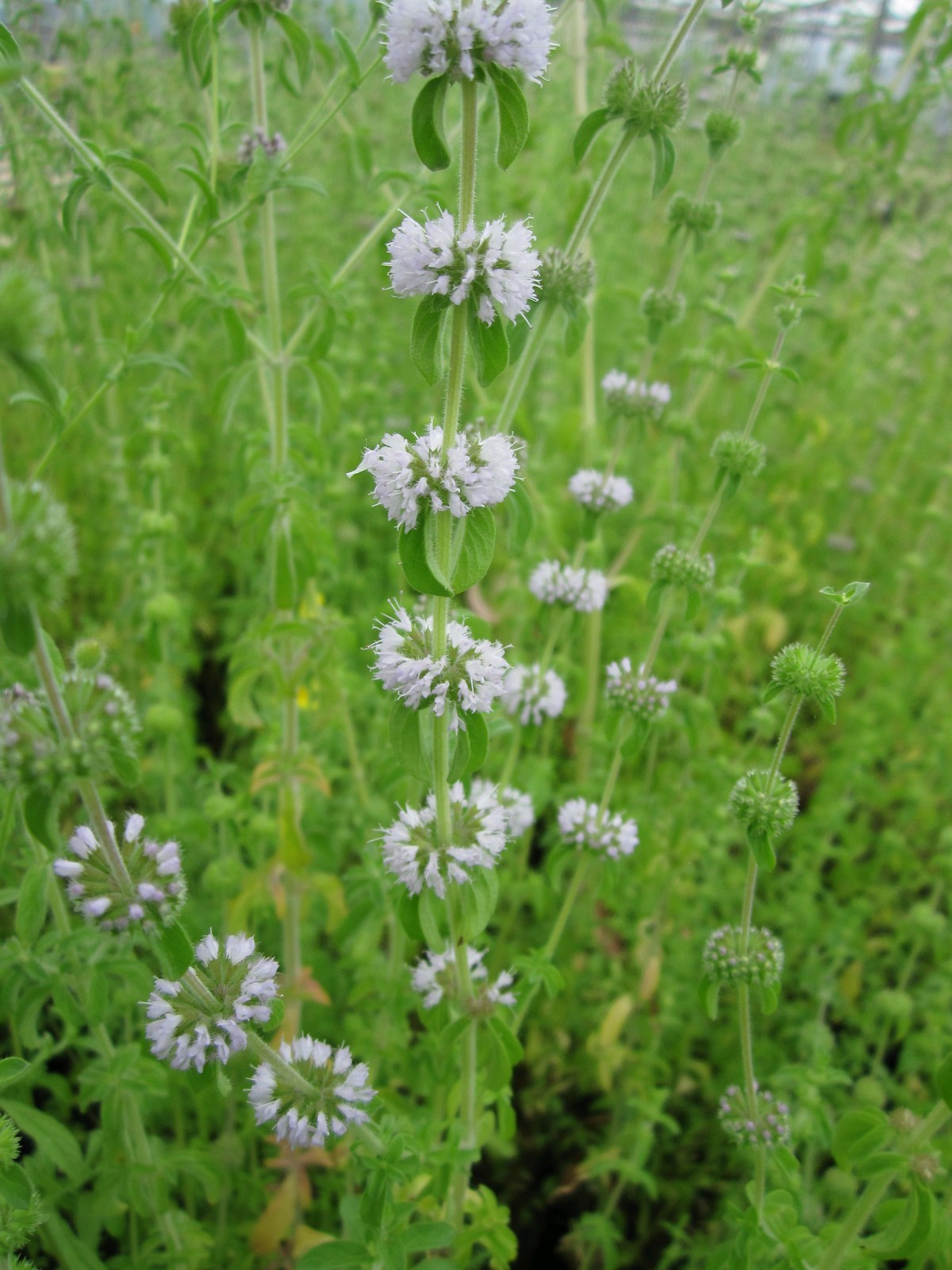 Mentha pulegium Marginal Pond Plant