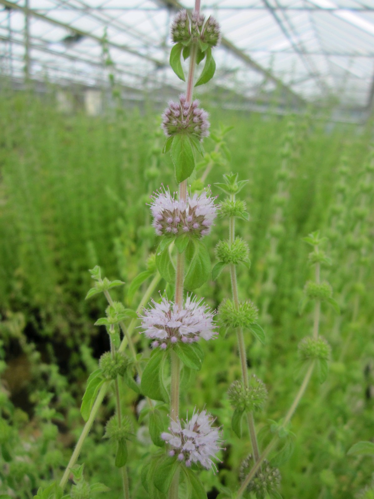 Mentha pulegium Marginal Pond Plant