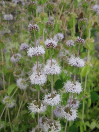 Mentha pulegium Marginal Pond Plant