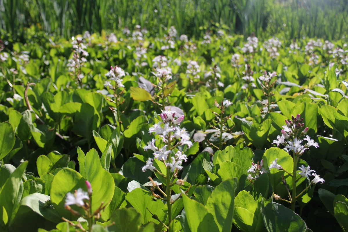 Menyanthes Trifoliata Pond Marginal Plant, 1 Litre