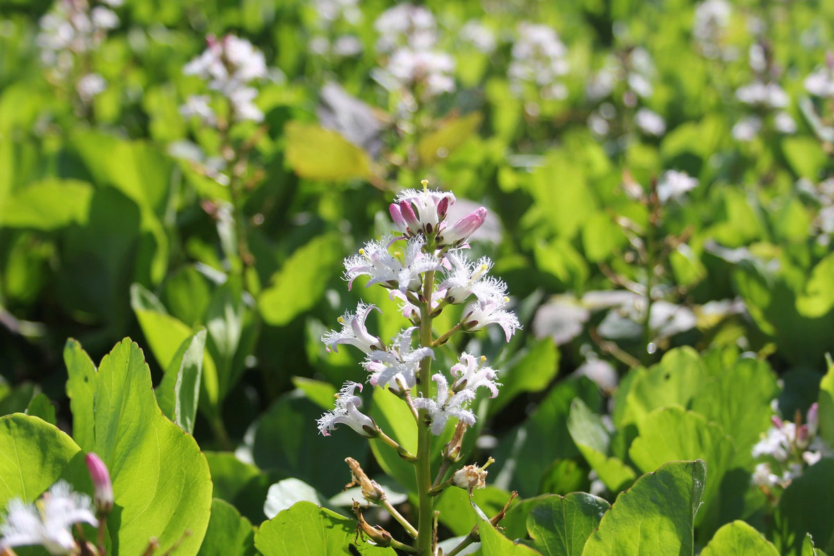 Menyanthes Trifoliata Pond Marginal Plant, 1 Litre
