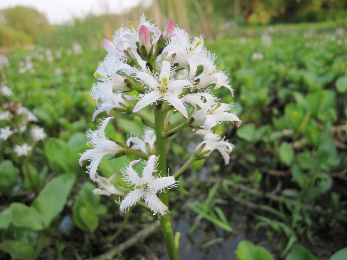 Menyanthes Trifoliata Pond Marginal Plant, 1 Litre