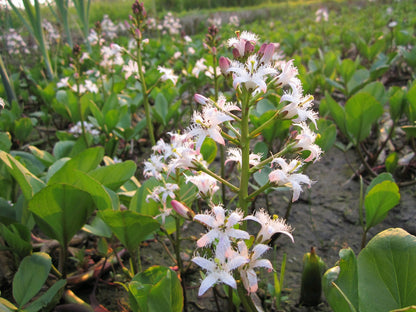 Menyanthes Trifoliata Pond Marginal Plant, 1 Litre