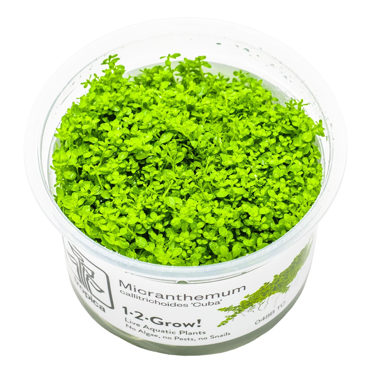 Micranthemum callitrichoides 'Cuba' Aquarium Carpet Plant — 1-2-Grow!