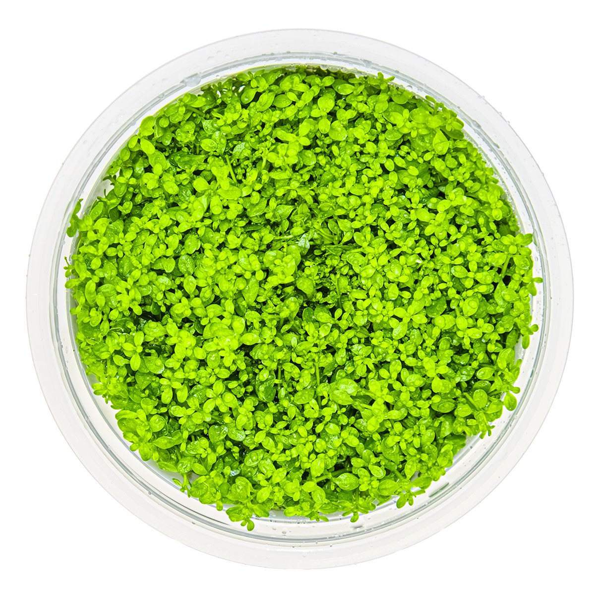 Micranthemum callitrichoides 'Cuba' Aquarium Carpet Plant — 1-2-Grow!