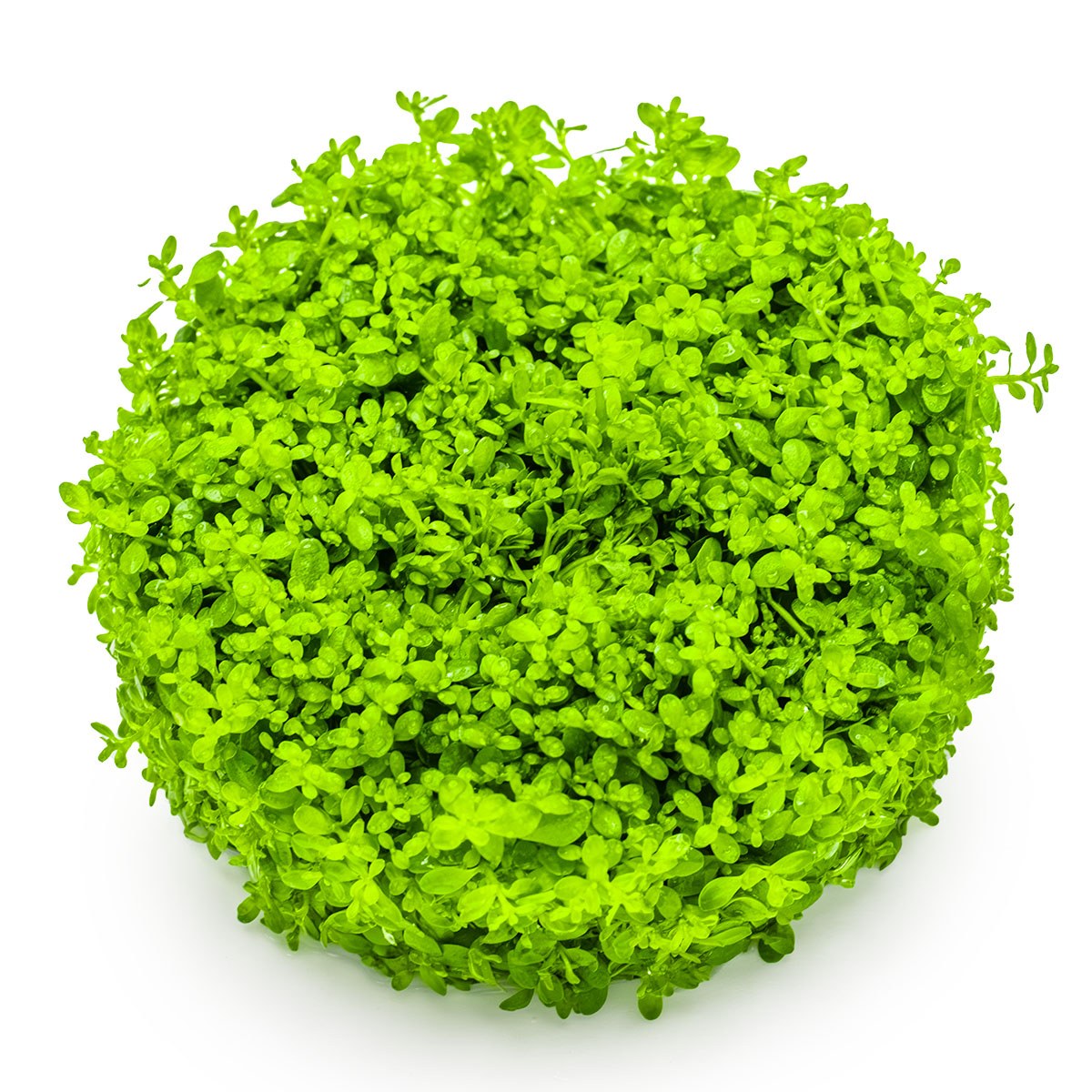 Micranthemum callitrichoides 'Cuba' Aquarium Carpet Plant — 1-2-Grow!