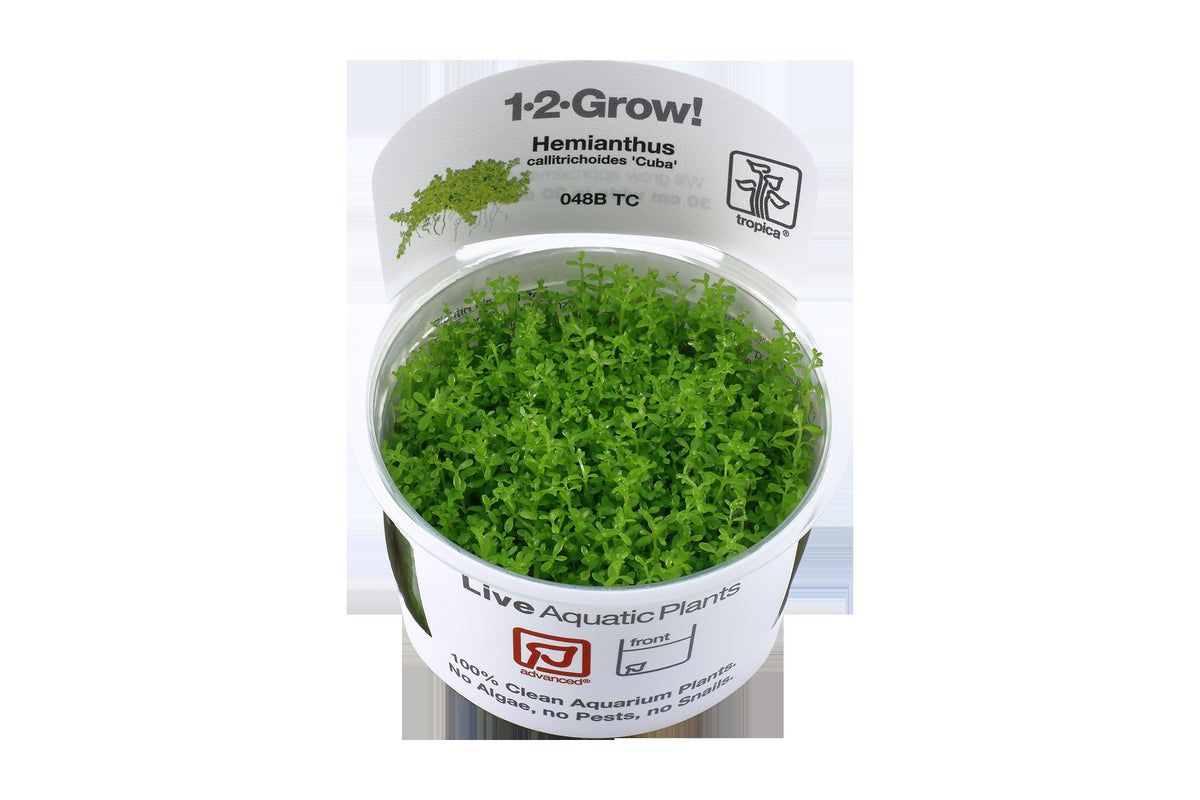 Micranthemum callitrichoides 'Cuba' Aquarium Carpet Plant — 1-2-Grow!