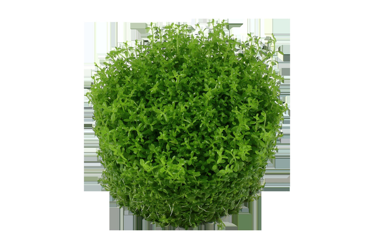 Micranthemum callitrichoides 'Cuba' Aquarium Carpet Plant — 1-2-Grow!