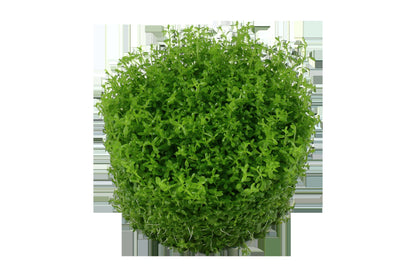 Micranthemum callitrichoides 'Cuba' Aquarium Carpet Plant — 1-2-Grow!