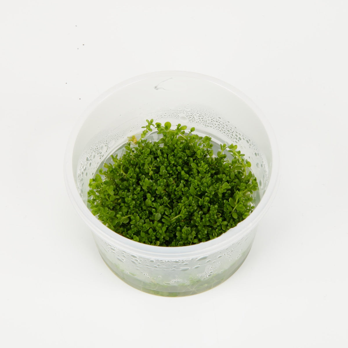 Micranthemum callitrichoides 'Cuba' Aquarium Carpet Plant — 1-2-Grow!
