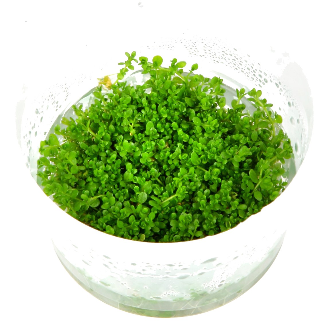 Micranthemum callitrichoides 'Cuba' Aquarium Carpet Plant — 1-2-Grow!