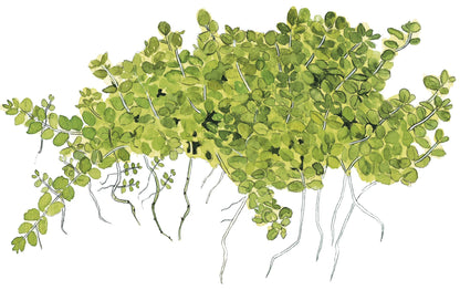 Micranthemum callitrichoides 'Cuba' Aquarium Carpet Plant — 1-2-Grow!