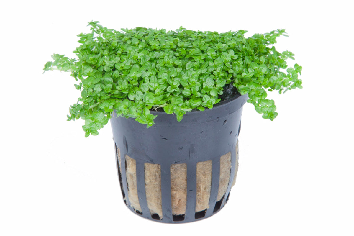 Micranthemum callitrichoides 'Cuba' Aquarium Carpet Plant — Potted