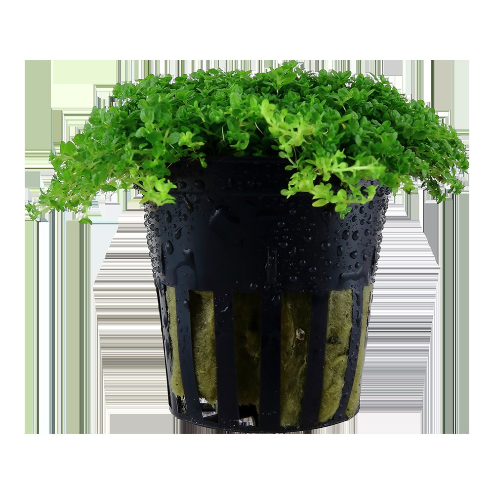 Micranthemum callitrichoides 'Cuba' Aquarium Carpet Plant — Potted