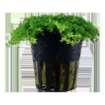 Micranthemum callitrichoides 'Cuba' Aquarium Carpet Plant — Potted