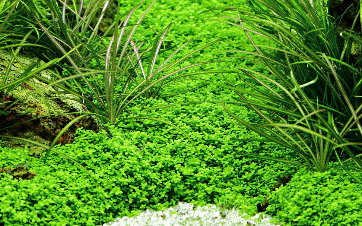Micranthemum callitrichoides 'Cuba' Aquarium Carpet Plant — Potted
