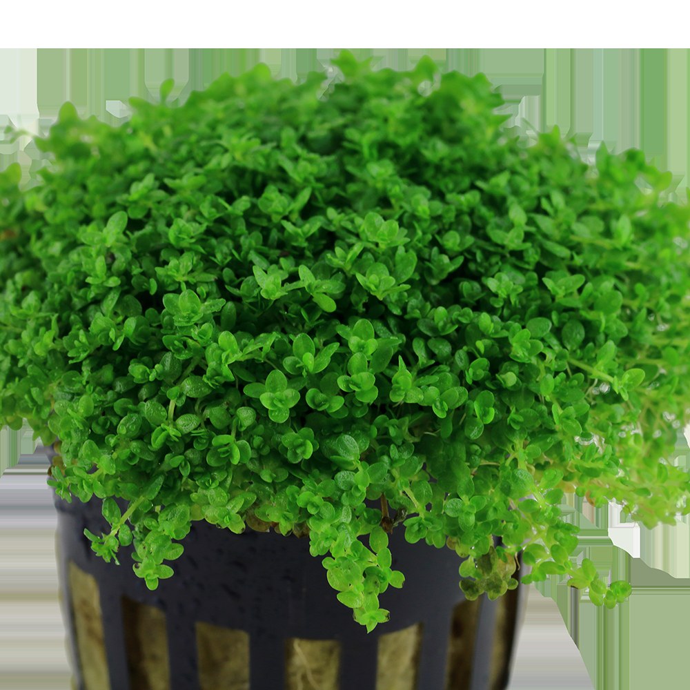 Micranthemum callitrichoides 'Cuba' Aquarium Carpet Plant — Potted