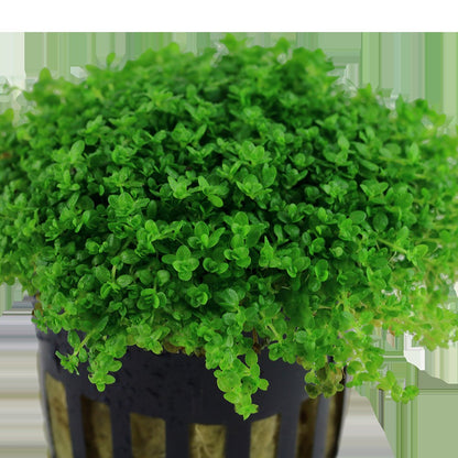 Micranthemum callitrichoides 'Cuba' Aquarium Carpet Plant — Potted