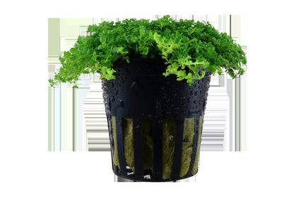 Micranthemum callitrichoides 'Cuba' Aquarium Carpet Plant — Potted