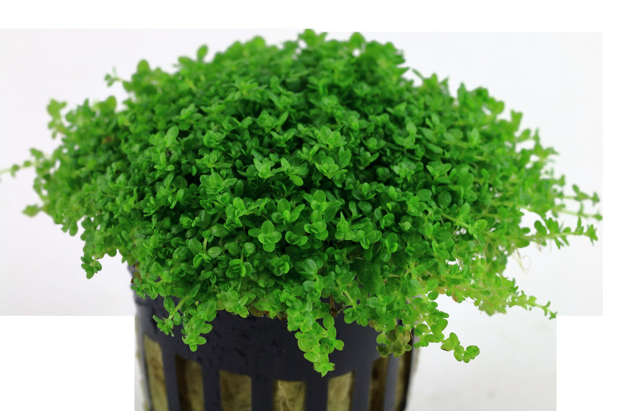 Micranthemum callitrichoides 'Cuba' Aquarium Carpet Plant — Potted