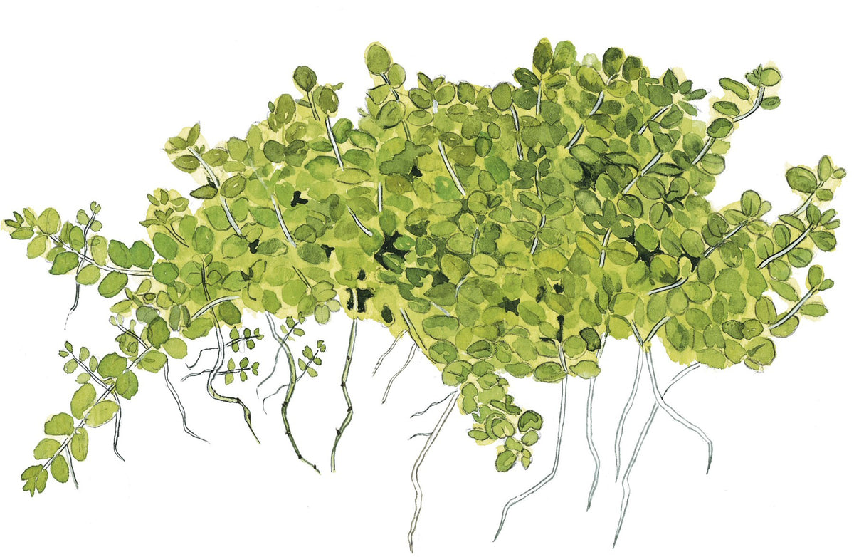 Micranthemum callitrichoides 'Cuba' Aquarium Carpet Plant — Potted