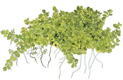 Micranthemum callitrichoides 'Cuba' Aquarium Carpet Plant — Potted