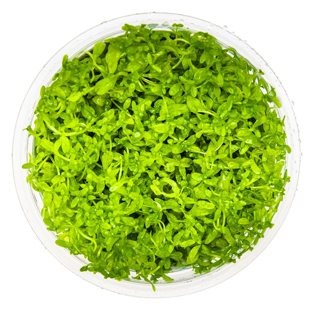 Micranthemum glomeratum (1-2-Grow! Format) — 1-2-Grow!