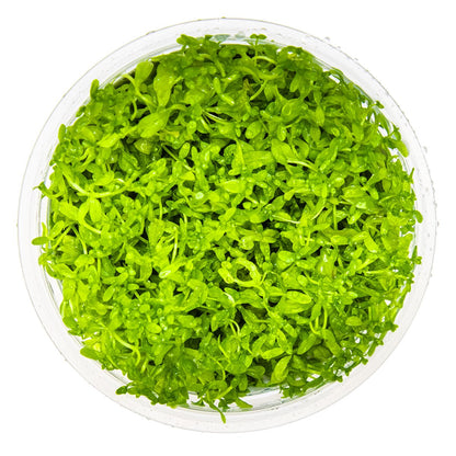 Micranthemum glomeratum (1-2-Grow! Format) — 1-2-Grow!
