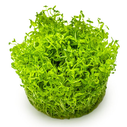 Micranthemum glomeratum (1-2-Grow! Format) — 1-2-Grow!