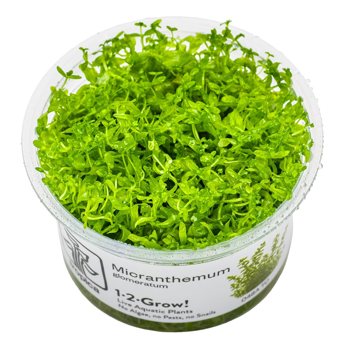 Micranthemum glomeratum (1-2-Grow! Format) — 1-2-Grow!