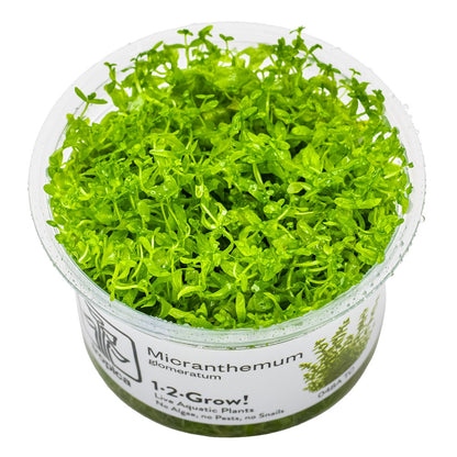 Micranthemum glomeratum (1-2-Grow! Format) — 1-2-Grow!
