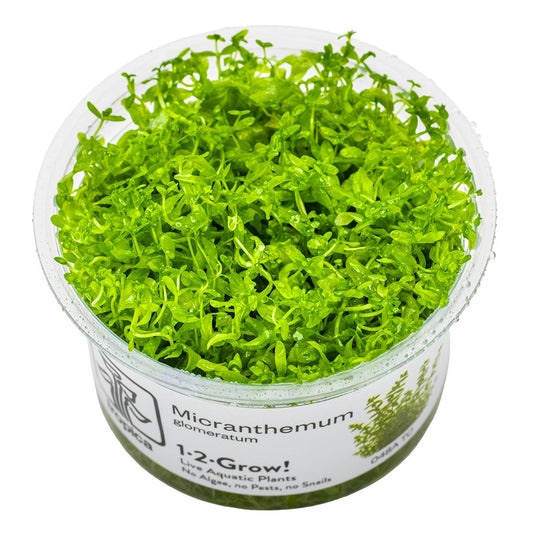 Micranthemum glomeratum (1-2-Grow! Format) — 1-2-Grow!