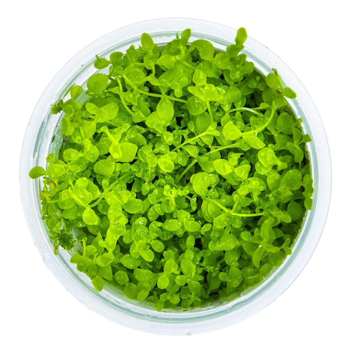 Micranthemum tweediei 'Monte Carlo' — 1-2-Grow!