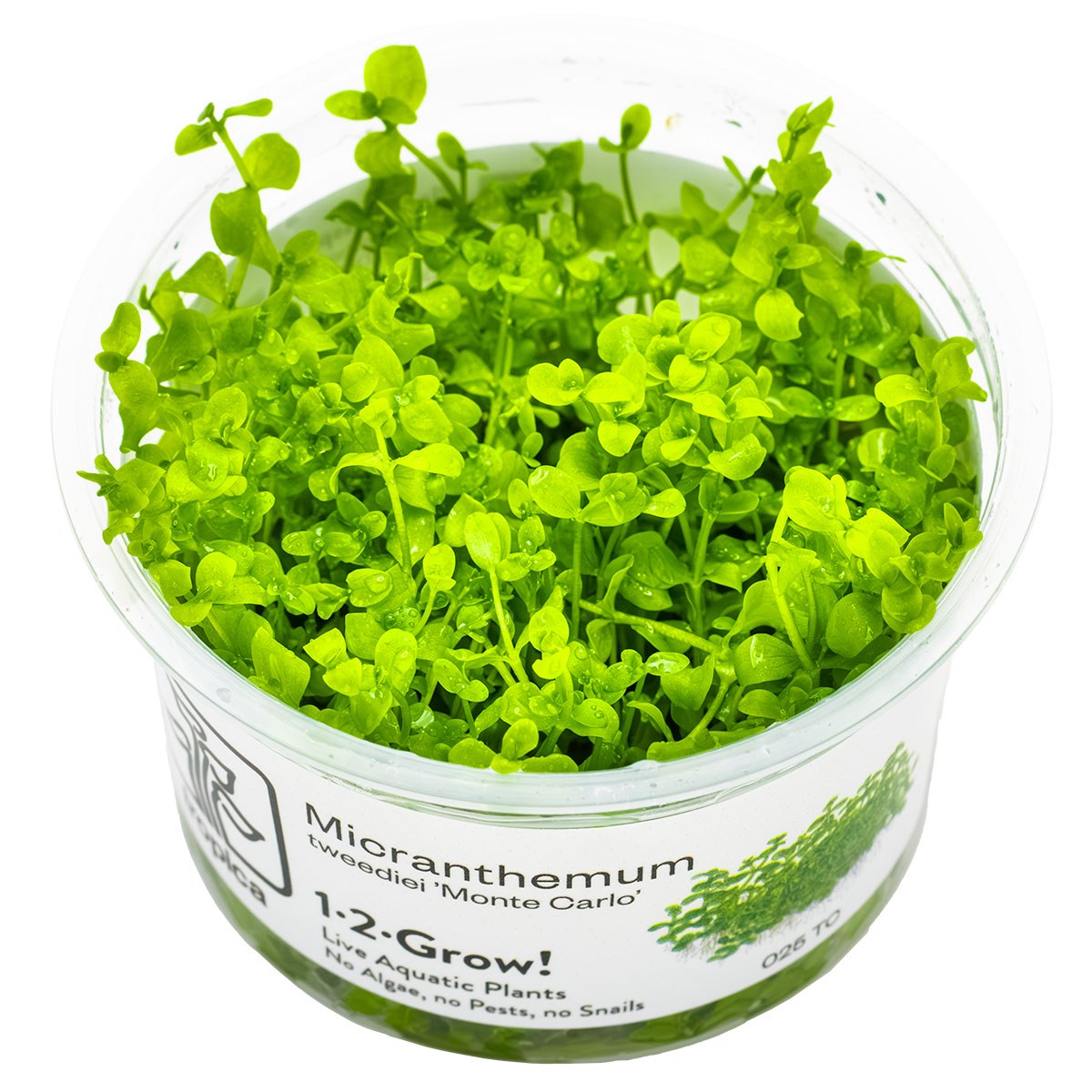 Micranthemum tweediei 'Monte Carlo' — 1-2-Grow!