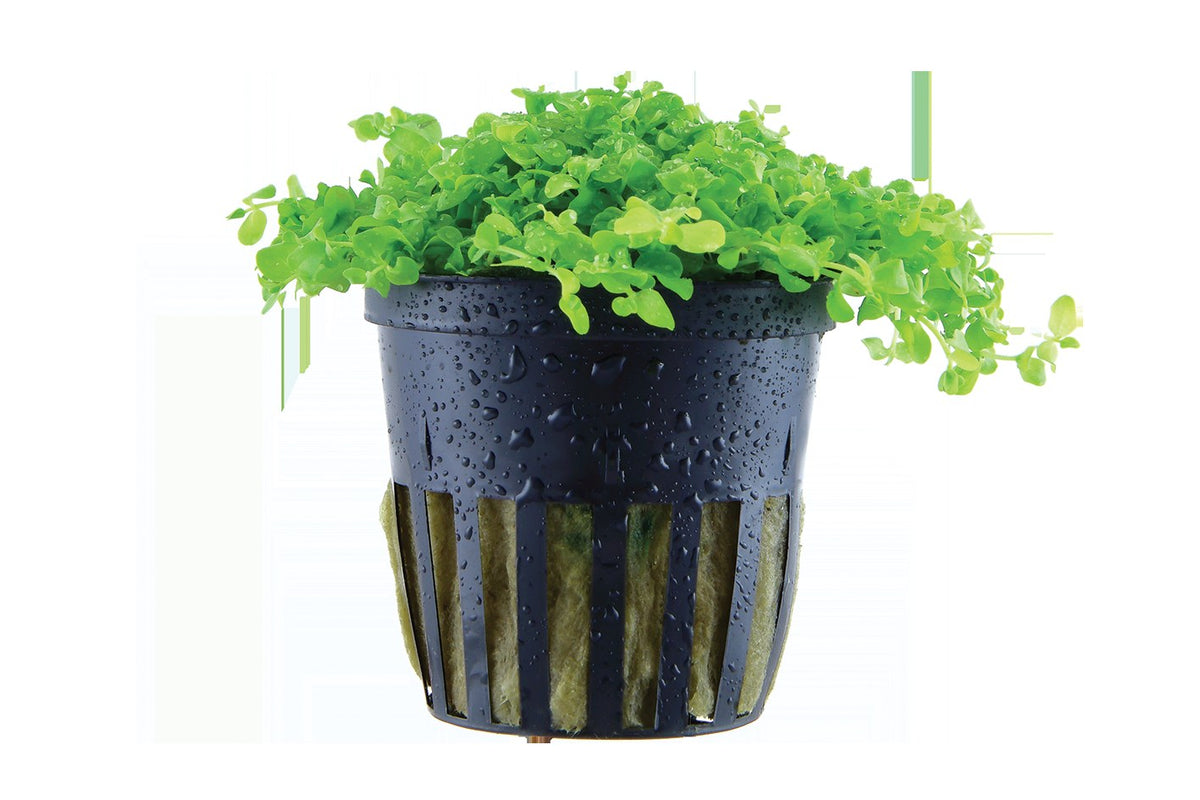 Micranthemum tweediei 'Monte Carlo' — Potted