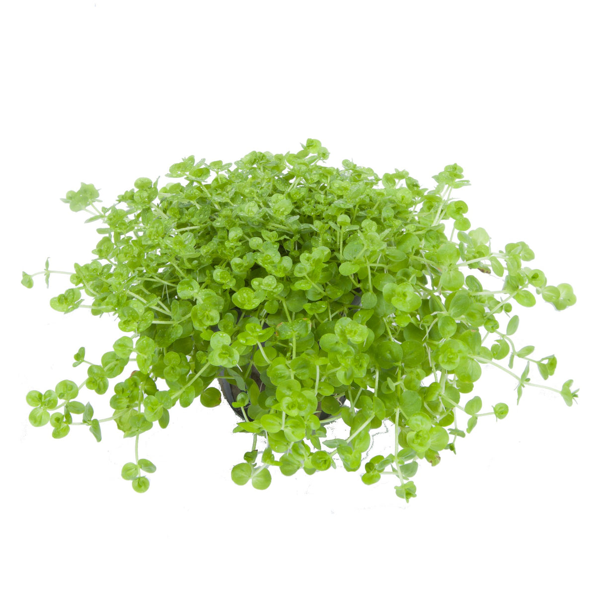 Micranthemum umbrosum Aquarium Plant — Potted