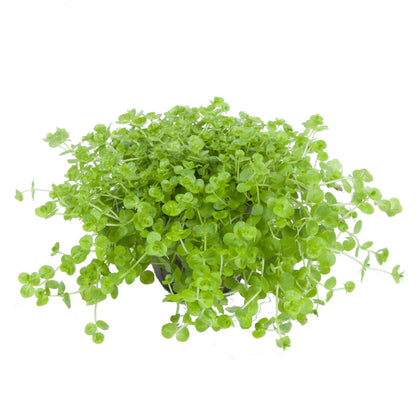 Micranthemum umbrosum Aquarium Plant — Potted
