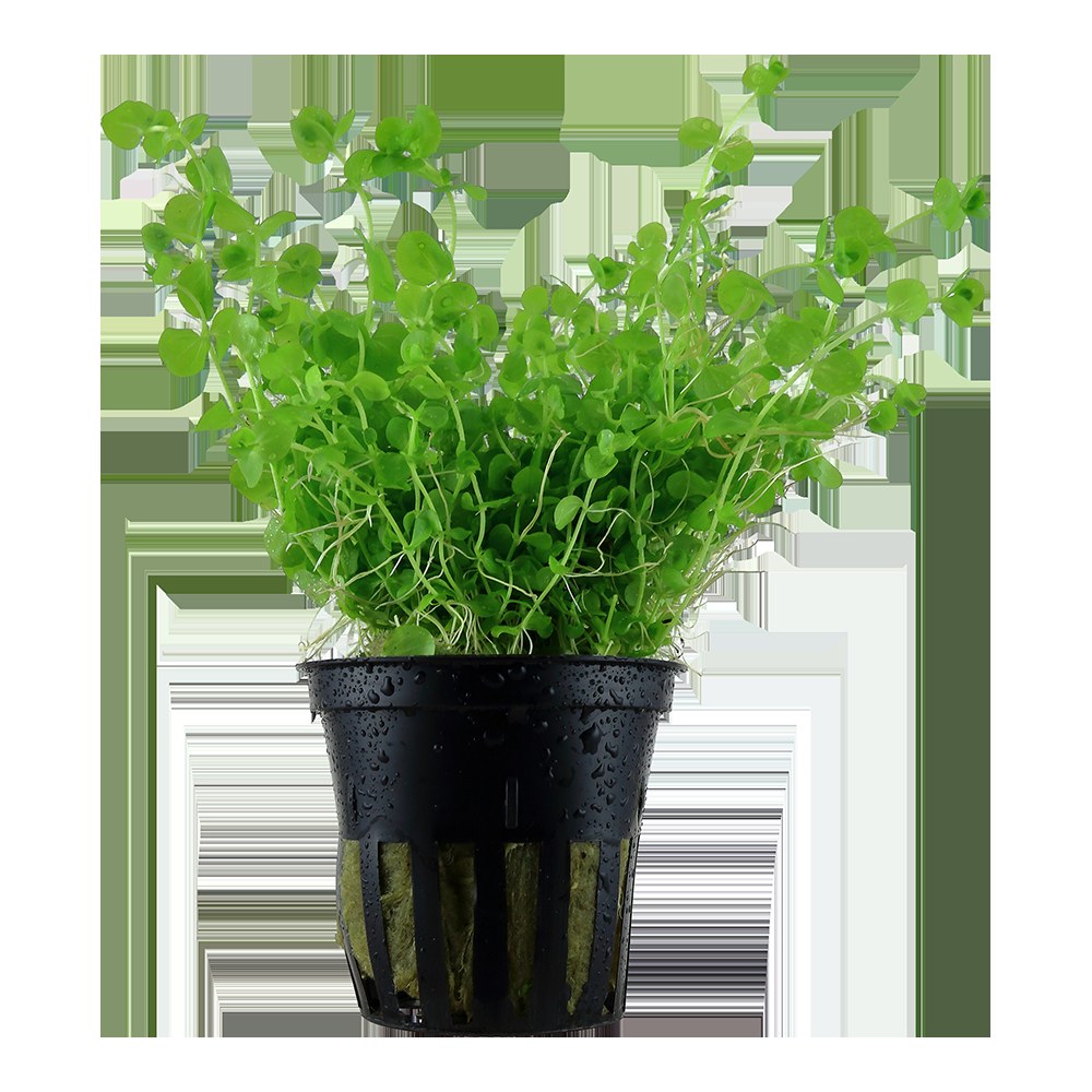 Micranthemum umbrosum Aquarium Plant — Potted