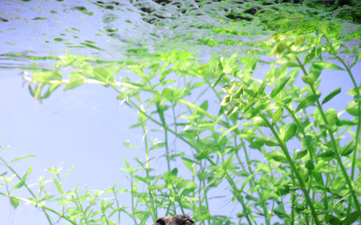 Micranthemum umbrosum Aquarium Plant — Potted