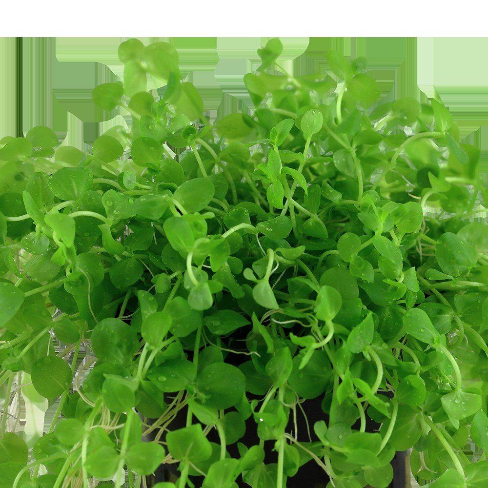 Micranthemum umbrosum Aquarium Plant — Potted