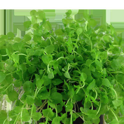Micranthemum umbrosum Aquarium Plant — Potted