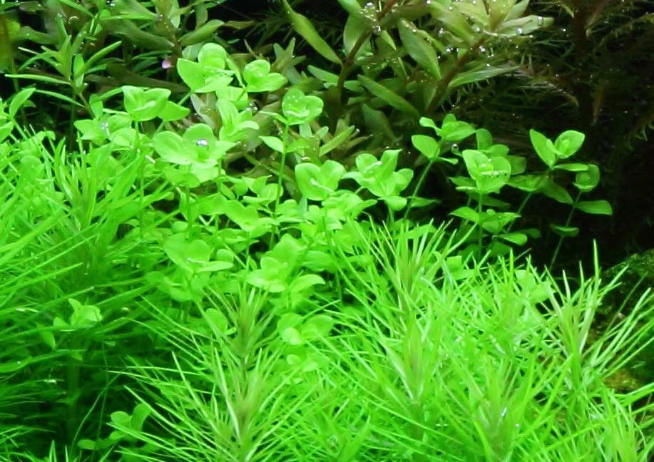 Micranthemum umbrosum Aquarium Plant — Potted