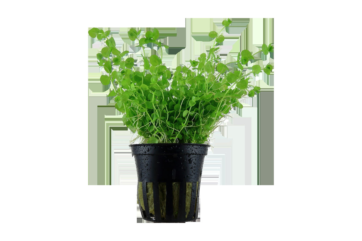 Micranthemum umbrosum Aquarium Plant — Potted